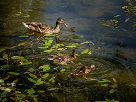 Tres salvaje patos nadando y buceo en un pequeño estanque foto