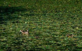 Three ducks in a leaf covered pond photo