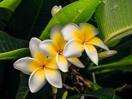 plumeria flores debajo el hoja - lluvia gotas foto