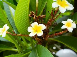 cuatro blanco plumeria flores en floración foto