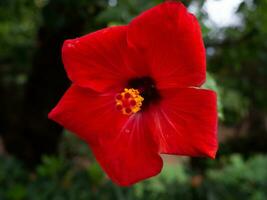 Beautiful red chinese hibiscus - closeup shot - forest in the background photo