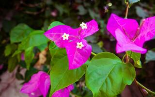 Purple bougainvillea flowers in bloom - closeup shot photo