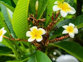 White plumeria flowers in bloom photo