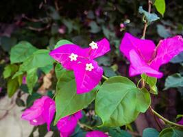 Purple bougainvillea flowers in bloom - closeup shot photo