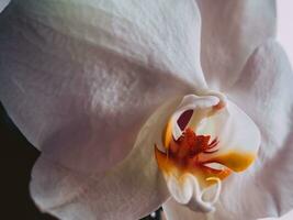 White orchid - extreme closeup shot - fall colors photo