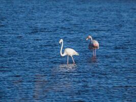 Young flamingos standing in a blue lake photo