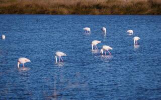 Beautiful flamingoes feeding in a blue salt lake photo