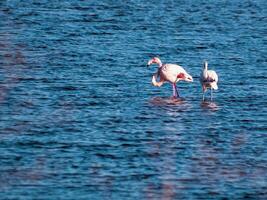 Pretty pink - two young flamingos in a blue lake photo