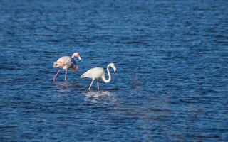 Two young flamingos walking through water in a blue lake photo