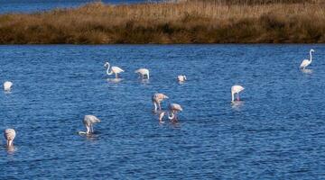 Group of flamingoes in a blue lake photo