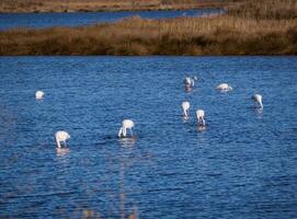 Group of flamingoes feeding in beautiful blue lake photo