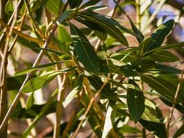 Closeup of oleander beautiful green oleander leaves photo