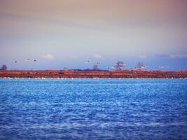 Flamingos flying over a small blue lake full of swans photo