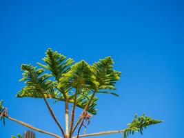 Young spruce tree with fresh green branches and leaves photo