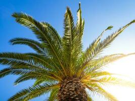 Big canopy of a palm tree with sun shining bright through it photo