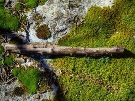 Branch lying on the moss covered rock photo