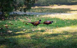 Two beautiful Pheasant birds in the park photo