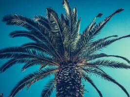 Beautiful big palm tree - vintage shot photo