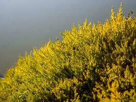 Beautiful detail on the small branches of a hedge photo