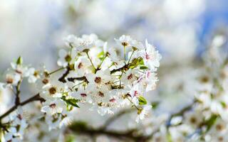 pequeño primavera floración amable blanco flores en un árbol - de cerca Disparo foto