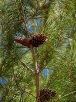 Tres piñas - detalle de un hermosa verde pino árbol - largo pino agujas foto