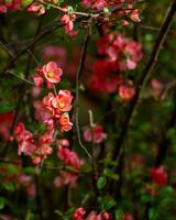 rosado y rojo minúsculo flores foto