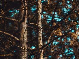 Spruce trees in autumn - evening shot photo