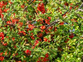 Red Malus tree canopy full of flowers photo