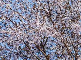 Tree canopy in full bloom- full of gentle white tiny flowers photo