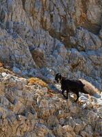 Small black goat climbing the steep rock cliffs photo
