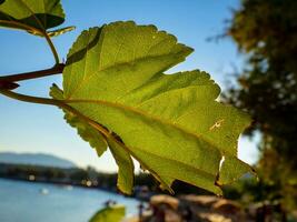 Green fig leaf in the sun photo