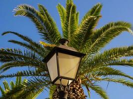 Street lamp and big palm tree - clear sky background photo