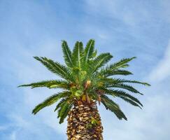 Thick palm tree - cloudy sky background photo