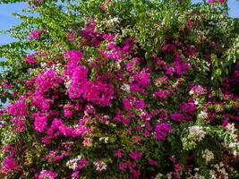 Huge bush of aa white and pink Bougainvillea flowers photo