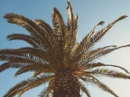 grande pabellón de un palma árbol visto desde abajo foto