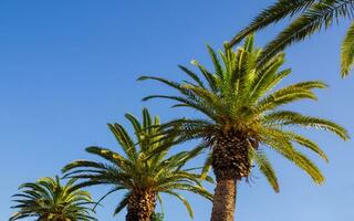 Row of big beautiful palm trees - clear sky background photo