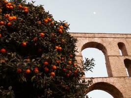 Orange tree full of fruit in front of ancient roman aqueduct photo