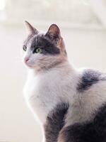 Beautiful white and grey cat with pretty green eyes photo