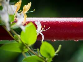 Beautiful white japanese honeysuckle flower photo