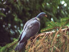 Beautiful wood pigeon standing on a spruce branch photo