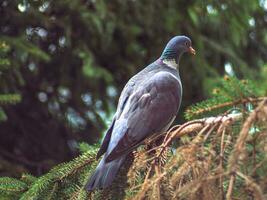 Common wood pigeon standing on a spruce branch photo