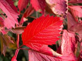 Bright red leaf - autumn colors photo
