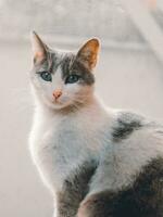 Pretty cat with grey and white fur and dark green eyes photo