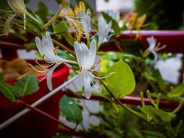 Beautiful white Japanese honeysuckle flowers photo