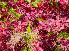 brillante rosado y verde arbustos con blanco fibroso flores - de cerca Disparo foto