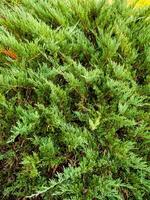 Arborvitae or thuja shrub - spruce evergreen shrub photo