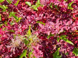 Bright pink and green shrubbery with white stringy flowers photo