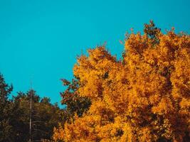 arboles en otoño temporada - azul cielo antecedentes foto