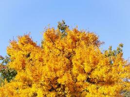 brillante amarillo árbol pabellón en temprano otoño foto