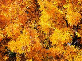 Bright yellow foliage of a japanese maple tree in early autumn photo